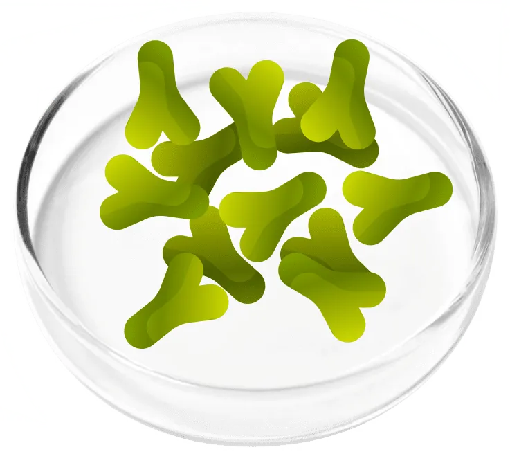 Lactobacillus Acidophilus - FemiCore probiotic for digestive and bladder immune support