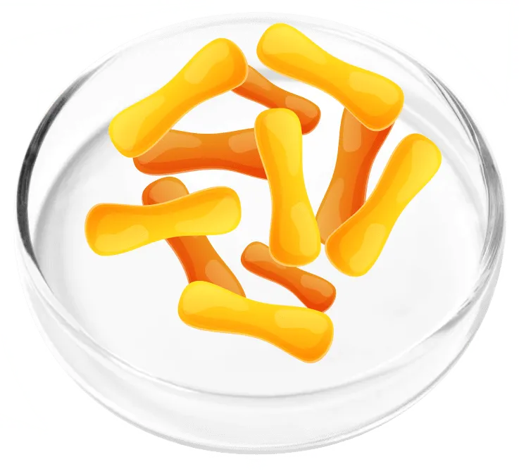 Lactobacillus Casei - FemiCore probiotic to support overall urinary microbiome