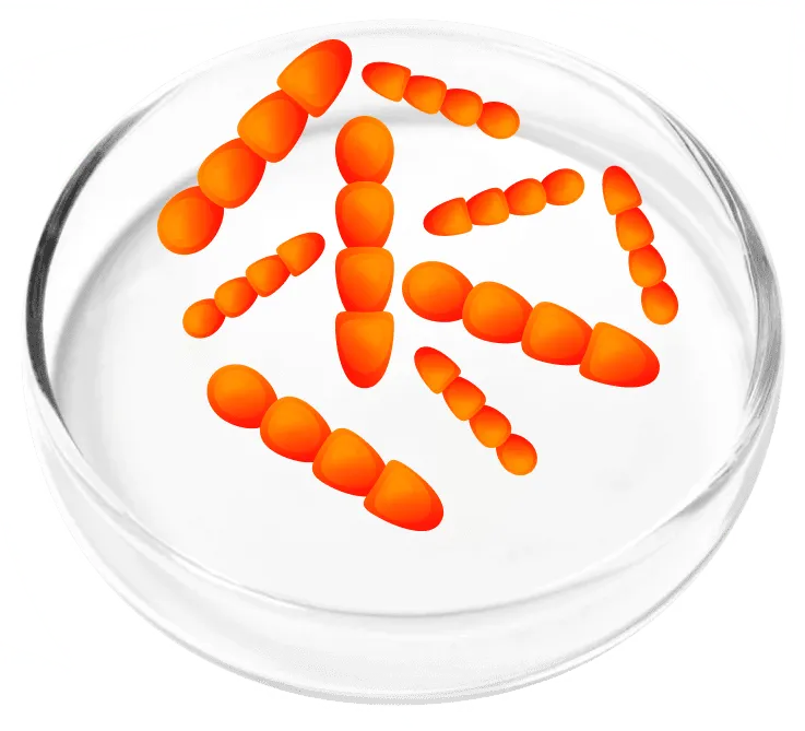 Lactobacillus Crispatus - FemiCore probiotic for healthy vaginal and urinary flora