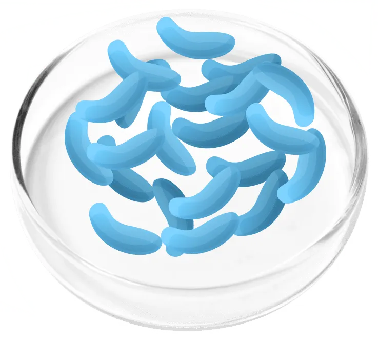 Lactobacillus Gasseri - FemiCore probiotic for pH balance and bladder health