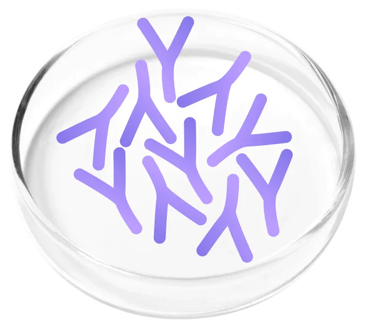 Lactobacillus Plantarum - FemiCore probiotic to reduce urinary inflammation