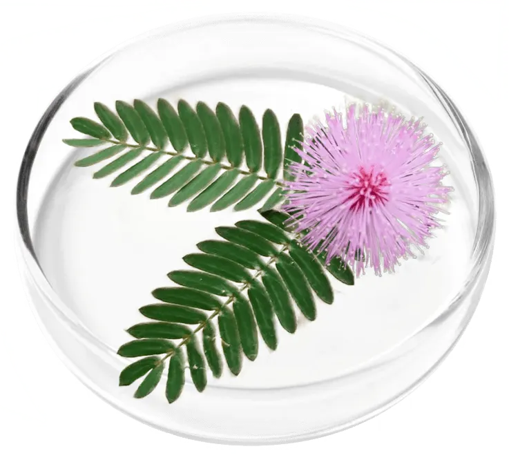 Mimosa Pudica - FemiCore ingredient for detoxifying bladder and reducing inflammation